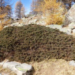 Photographie n°2117517 du taxon Juniperus communis L. [1753]