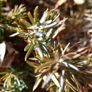 Photographie n°2117518 du taxon Juniperus communis L. [1753]