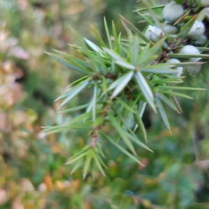 Photographie n°2117526 du taxon Juniperus communis L. [1753]