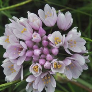Photographie n°2117542 du taxon Allium roseum L. [1753]