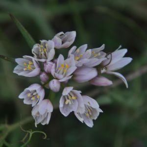 Photographie n°2117543 du taxon Allium roseum L. [1753]