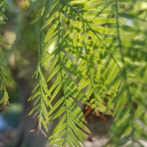 Photographie n°2117552 du taxon Taxodium distichum (L.) Rich. [1810]