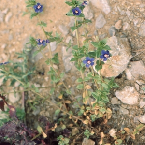 Photographie n°2117589 du taxon Anagallis arvensis L.