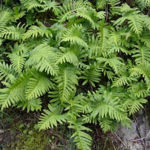 Photographie n°2117606 du taxon Polypodium cambricum L.