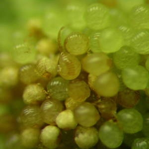 Photographie n°2117610 du taxon Polypodium cambricum L.