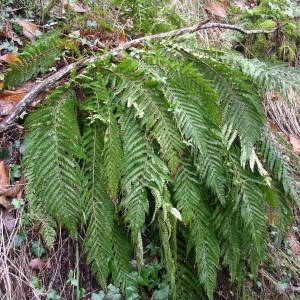 Photographie n°2117621 du taxon Polystichum setiferum (Forssk.) T.Moore ex Woyn. [1913]