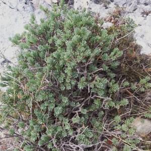 Photographie n°2117667 du taxon Thymelaea dioica (Gouan) All. [1789]