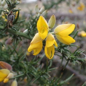 Photographie n°2117676 du taxon Ulex europaeus L. [1753]