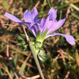 Photographie n°2117694 du taxon Cichorium intybus L. [1753]