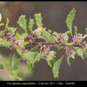 Photographie n°2117709 du taxon Forsskaolea angustifolia Retz. [1783]