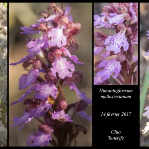  - Himantoglossum metlesicsianum (W.P.Teschner) P.Delforge [1999]