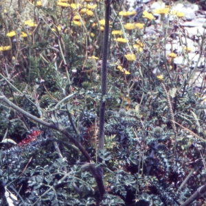 Photographie n°2117724 du taxon Daucus carota subsp. hispanicus (Gouan) Thell. [1926]