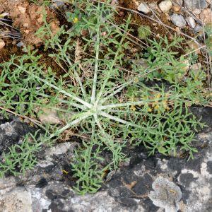 Photographie n°2117795 du taxon Centaurea paniculata L. [1753]