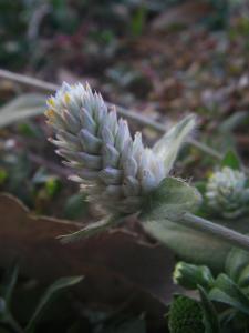 Sylvain Piry, le  3 janvier 2013 (Niger (Niamey, rive sud-ouest du fleuve Niger))