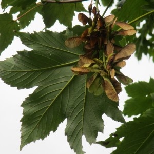 Photographie n°2117952 du taxon Acer pseudoplatanus L.