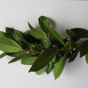 Photographie n°2117981 du taxon Laurus nobilis L. [1753]