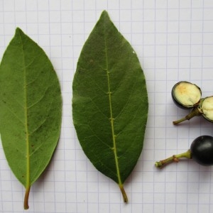 Photographie n°2117982 du taxon Laurus nobilis L. [1753]