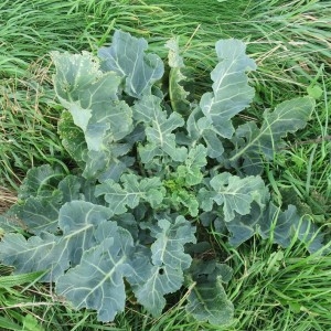 Photographie n°2117987 du taxon Brassica oleracea L. [1753]