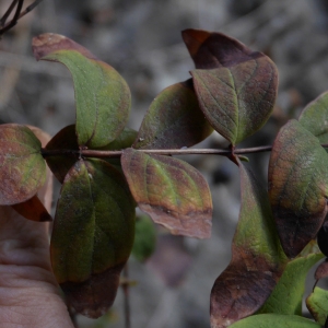 Photographie n°2118003 du taxon Hypericum androsaemum L. [1753]