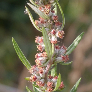 Photographie n°2118048 du taxon Artemisia vulgaris L. [1753]