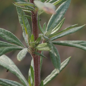 Photographie n°2118049 du taxon Artemisia vulgaris L. [1753]