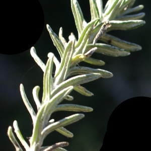 Photographie n°2118172 du taxon Helichrysum stoechas (L.) Moench [1794]