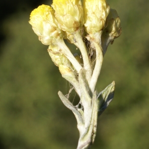 Photographie n°2118176 du taxon Helichrysum stoechas (L.) Moench [1794]