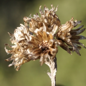 Photographie n°2118180 du taxon Helichrysum stoechas (L.) Moench [1794]