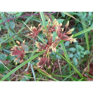 Cyperus sp.