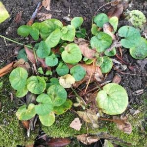 Photographie n°2118361 du taxon Claytonia perfoliata Donn ex Willd. [1798]