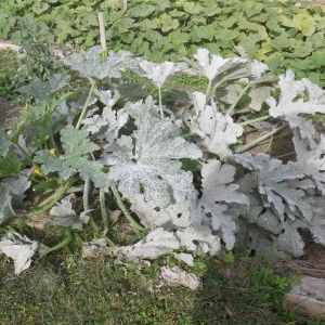 Photographie n°2118427 du taxon Cucurbita pepo subsp. pepo 