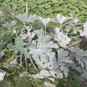 Photographie n°2118428 du taxon Cucurbita pepo subsp. pepo 