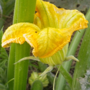 Photographie n°2118439 du taxon Cucurbita pepo subsp. pepo 