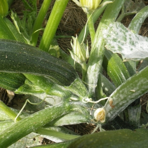 Photographie n°2118440 du taxon Cucurbita pepo subsp. pepo 