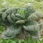  Liliane Roubaudi - Brassica oleracea subsp. capitata (L.) Schübler & G.Martens [1834]