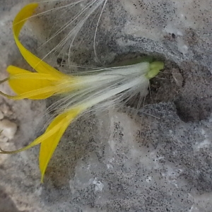 Reichardia picroides (L.) Roth (Cousteline)