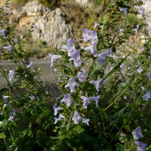 Photographie n°2118590 du taxon Clinopodium nepeta (L.) Kuntze [1891]