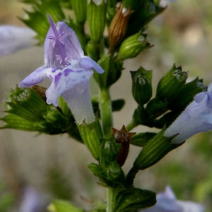 Photographie n°2118592 du taxon Clinopodium nepeta (L.) Kuntze [1891]