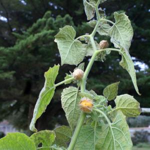 Photographie n°2118598 du taxon Physalis peruviana L. [1763]