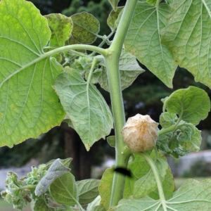 Photographie n°2118600 du taxon Physalis peruviana L. [1763]