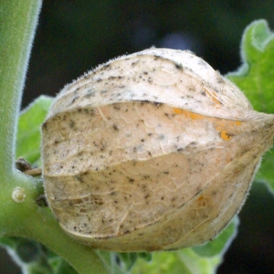 Photographie n°2118601 du taxon Physalis peruviana L. [1763]