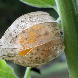 Photographie n°2118606 du taxon Physalis peruviana L. [1763]