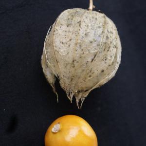 Photographie n°2118613 du taxon Physalis peruviana L. [1763]