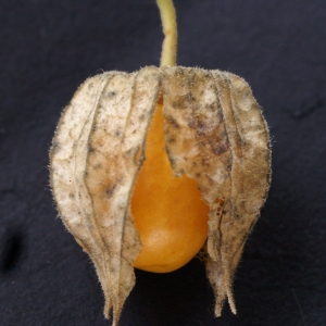 Photographie n°2118616 du taxon Physalis peruviana L. [1763]