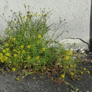 Photographie n°2118683 du taxon Senecio erucifolius L. [1755]