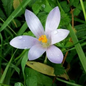 Photographie n°2118717 du taxon Crocus nudiflorus Sm. [1798]