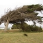  Liliane Roubaudi - Cupressus macrocarpa Hartw. ex Gordon [1849]