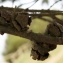  Liliane Roubaudi - Cupressus macrocarpa Hartw. ex Gordon [1849]