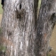  Liliane Roubaudi - Cupressus macrocarpa Hartw. ex Gordon [1849]