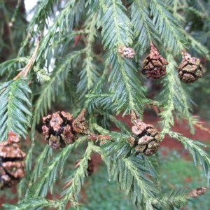 Photographie n°2118759 du taxon Sequoia sempervirens (D.Don) Endl.